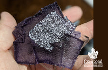 Cubed Fluorite on Sphalerite, Elmwood Mine, Carthage, Tennessee