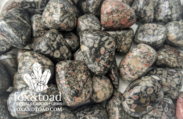 Fossil Stone Tumbled Stones