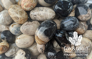Fossil Palm Root Tumbled Stones