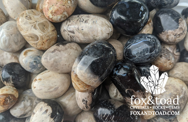 Fossil Palm Root Tumbled Stones