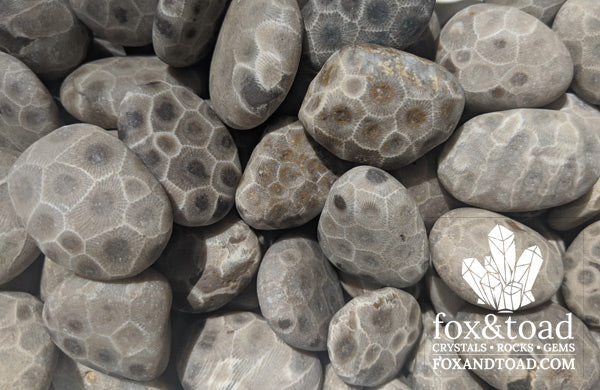 Petoskey Stone Tumbled Stones fox toad