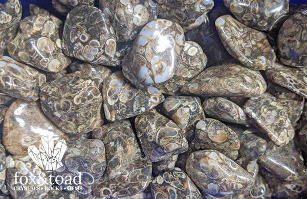 Agate, Turritella Tumbled Stones – fox&toad